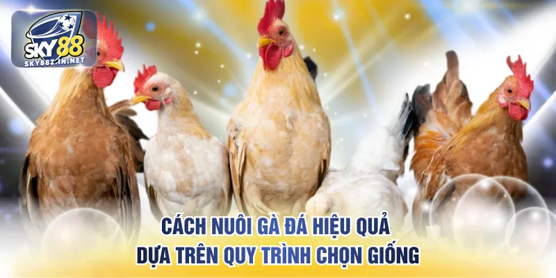 Cách nuôi gà đá hiệu quả dựa trên quy trình chọn giống